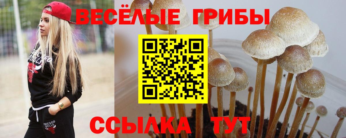 Псилоцибиновые грибы Cubensis  Вход с VPN  Псилоцибиновые грибы Psilocybe  Приморско-Ахтарск 